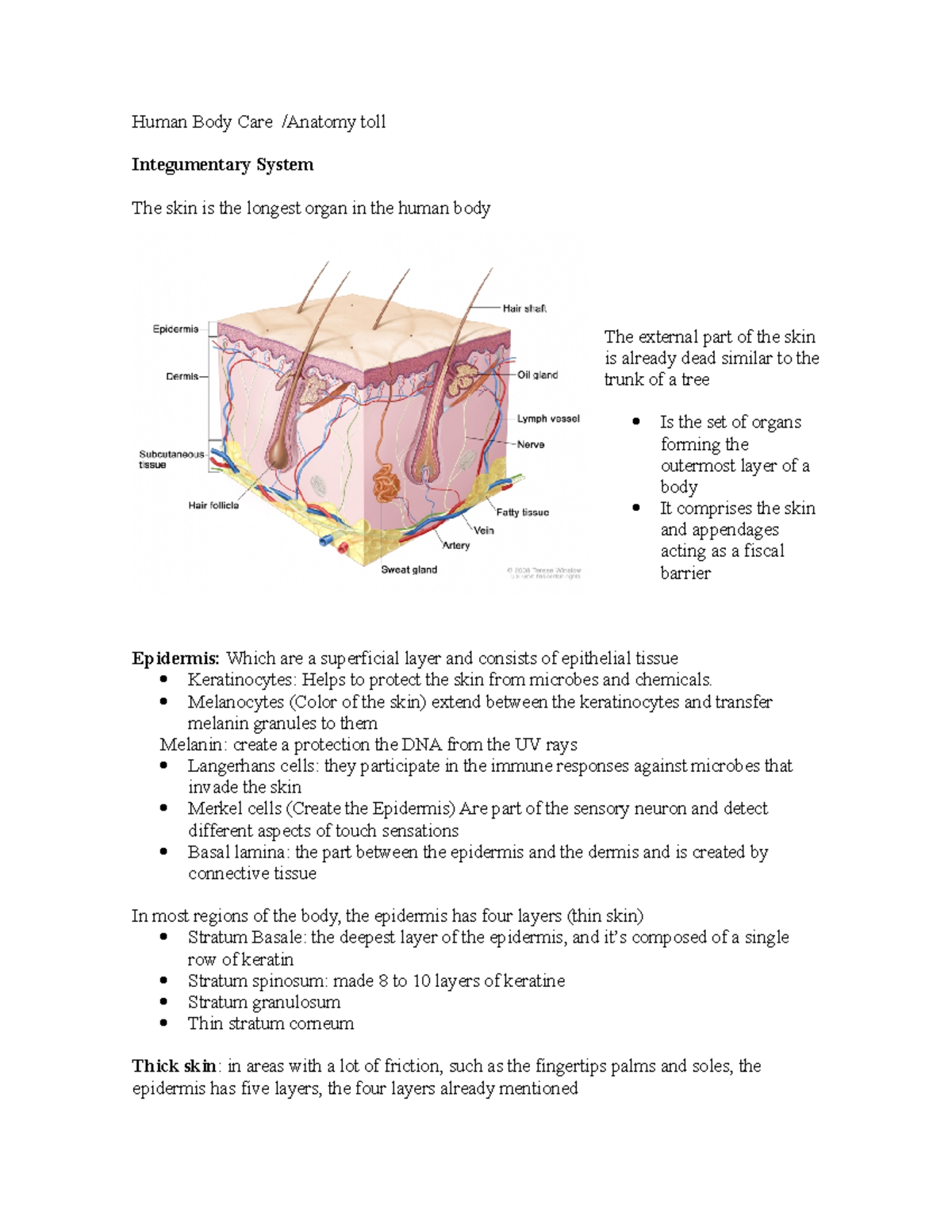 Human Body Care Apuntes - Human Body Care /Anatomy toll Integumentary ...