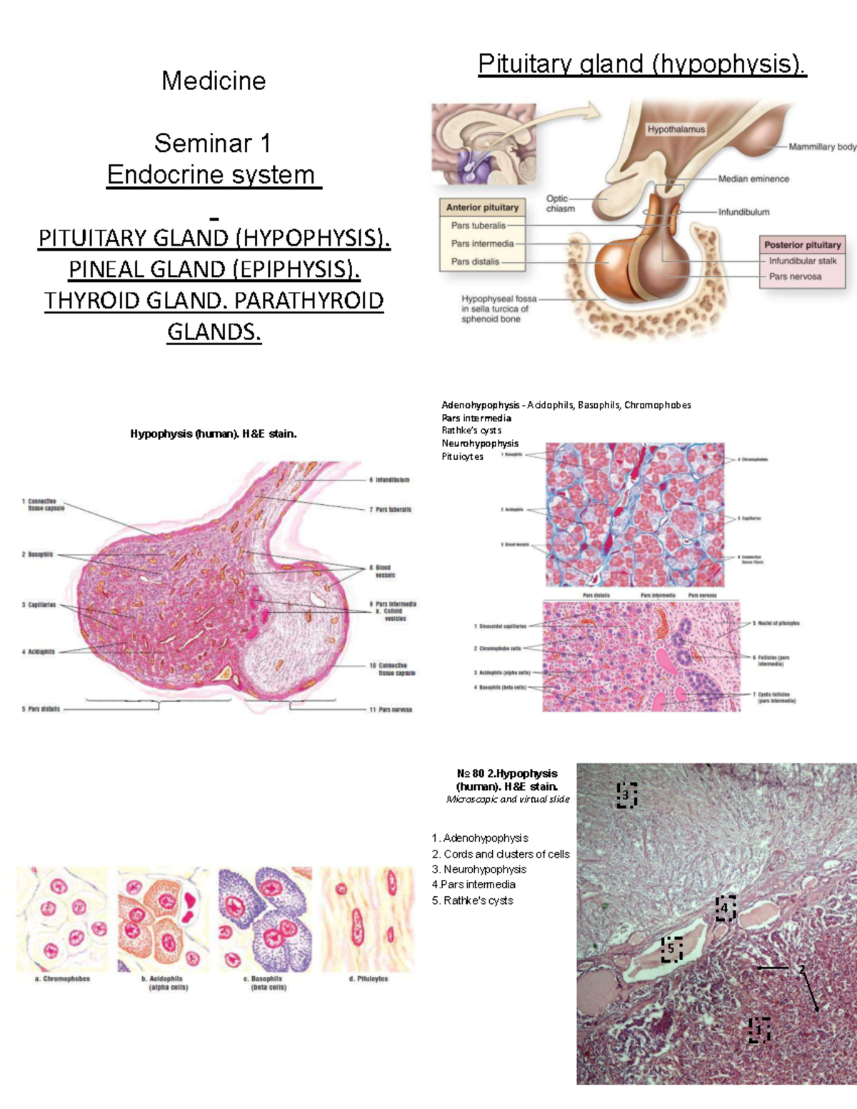 Micro Seminars Merged - Medicine Seminar 1 Endocrine System PITUITARY ...