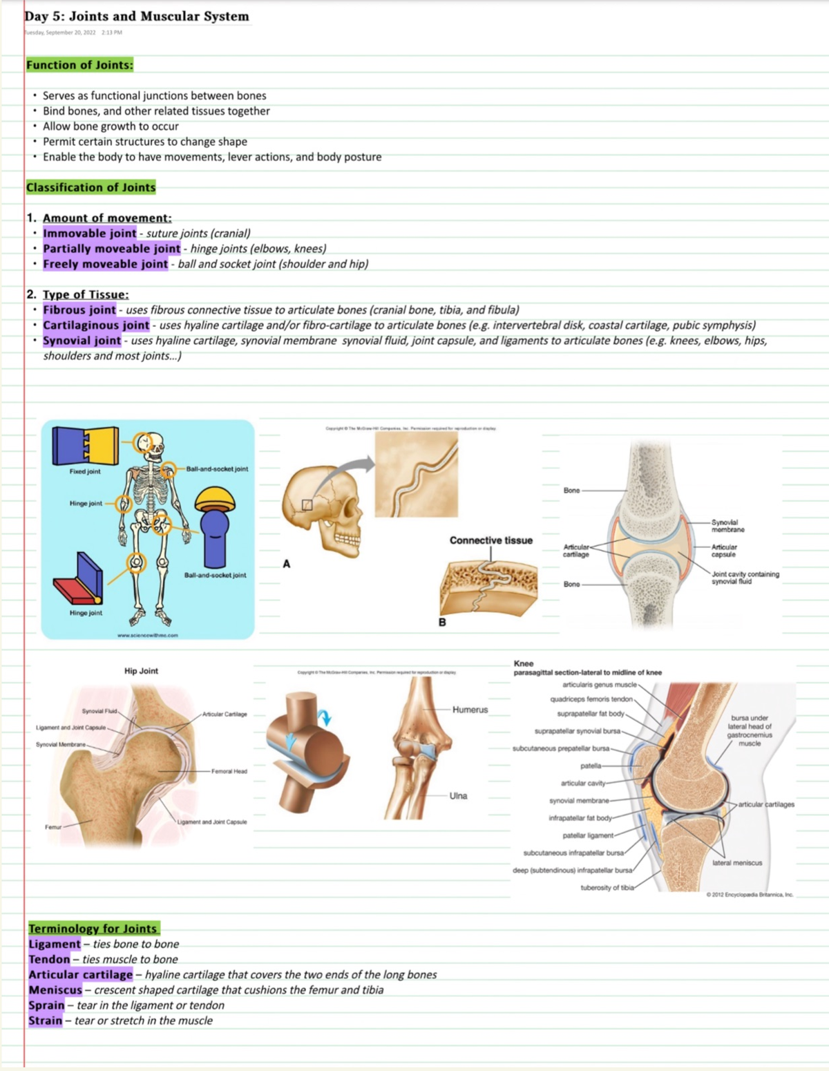 Intro to Joints And Muscular System - BIOL 102LF - QUESTION ANSWER ...