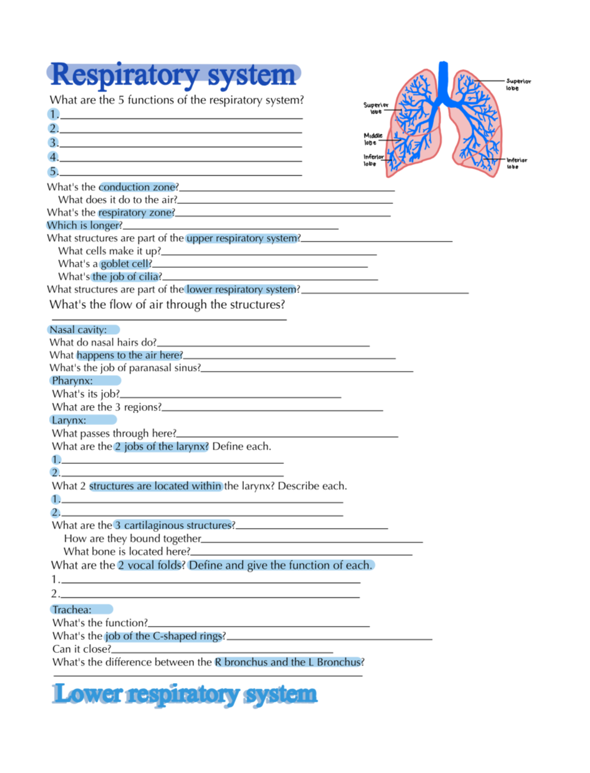 respiratory system review sheet A&P 2 - Respiratory system Superior ...