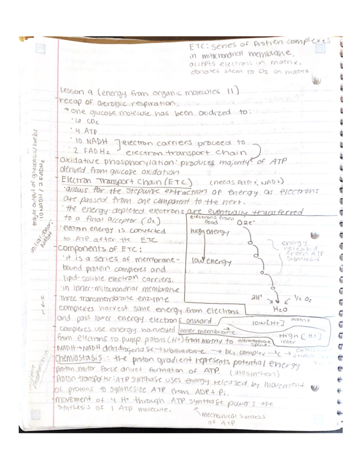 Lesson 9 (biol 1105) - BIOL1105 - Studocu