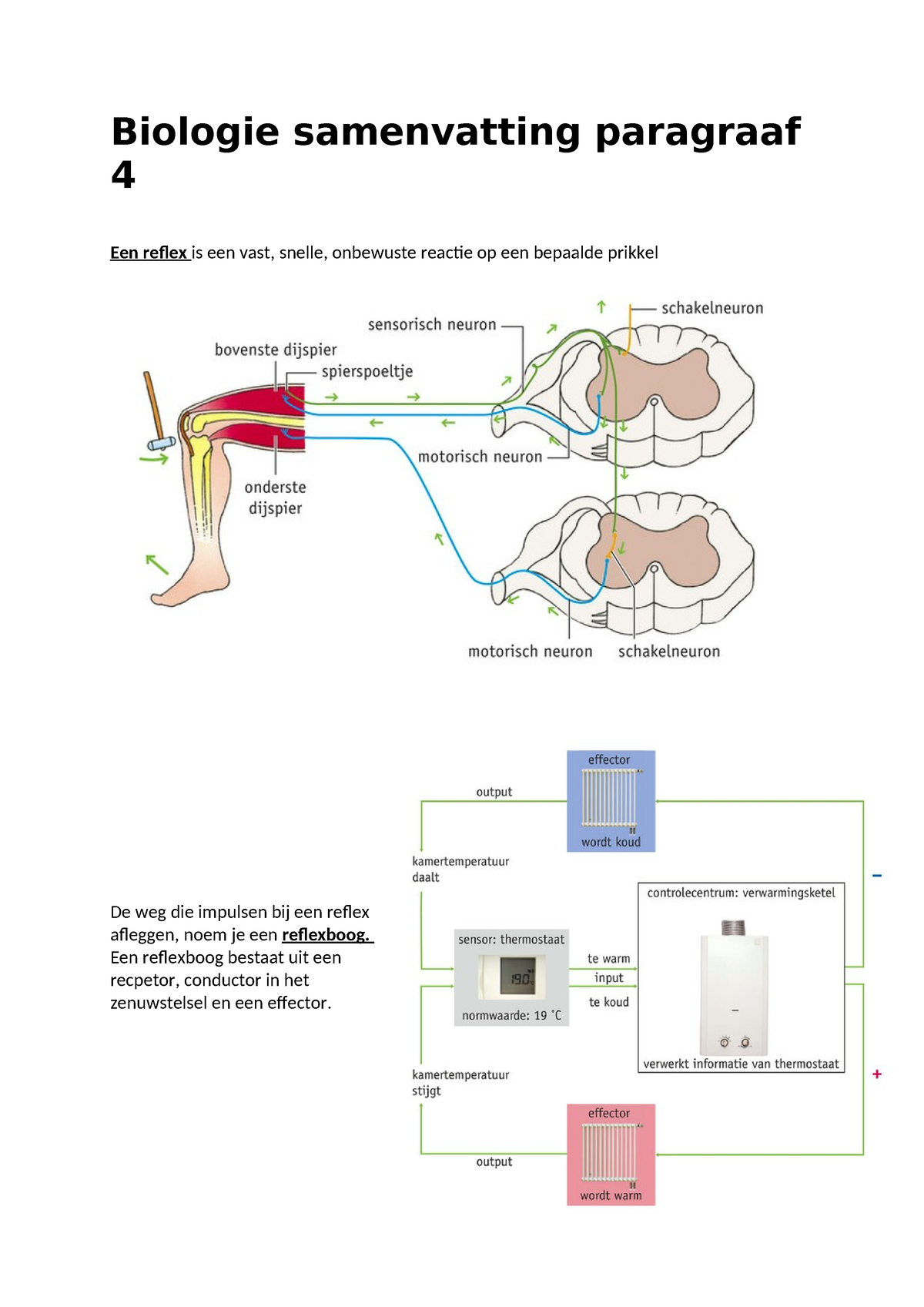 Biologie Samenvatting Paragraaf 4 - Een Reflexboog Bestaat Uit Een ...