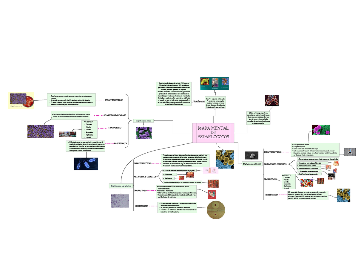 Copia De Estagilo - Mapa Mental - MAPA MENTAL DE ESTAFILOCOCOS ...