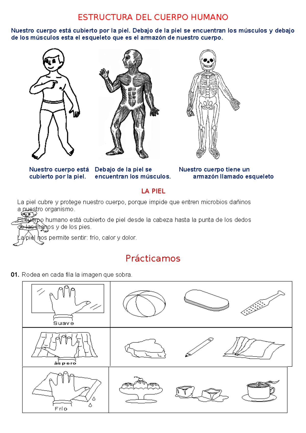 Ficha DEL Cuerpo Hunano - ESTRUCTURA DEL CUERPO HUMANO Nuestro cuerpo ...