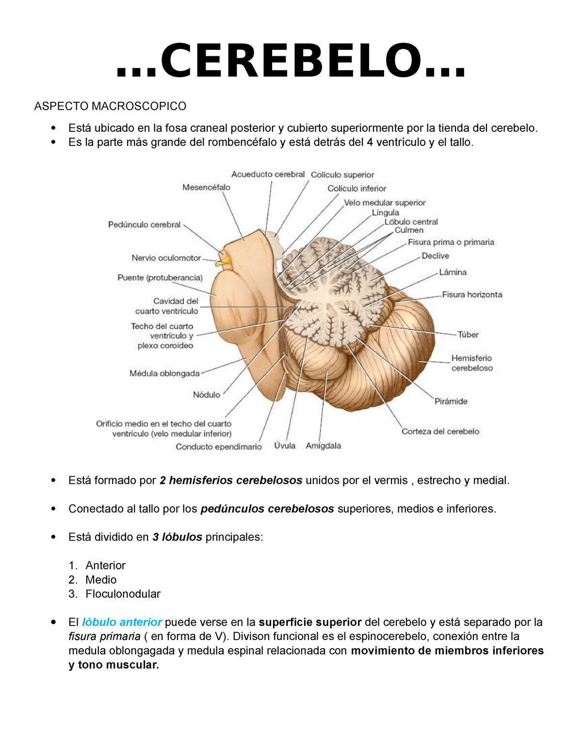 Cerebelo Neuro Aspecto Macroscopico Est Ubicado En La Fosa Craneal Posterior Y