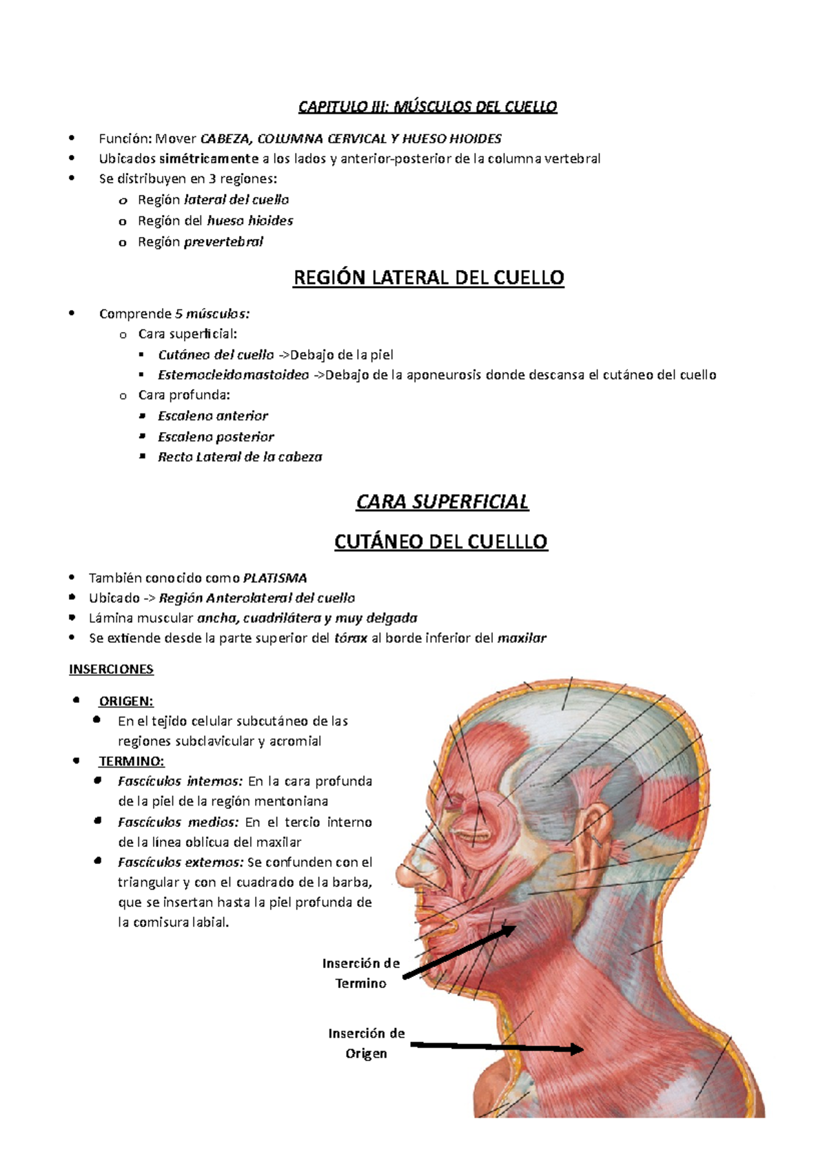 Musculos Laterales Del Cuello