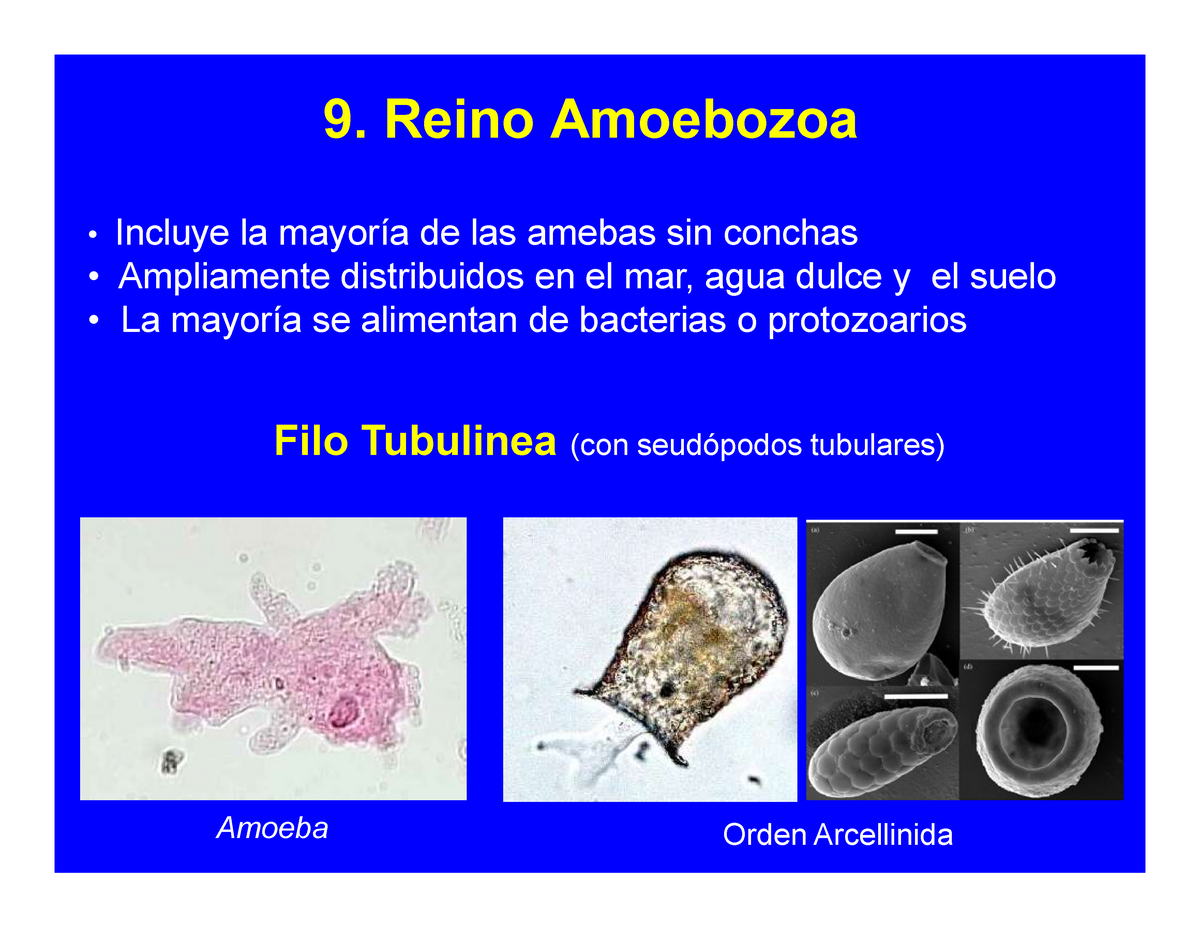 Phylum Amebozoa Protistas I 9 Reino Amoebozoa Incluye La Mayoría De