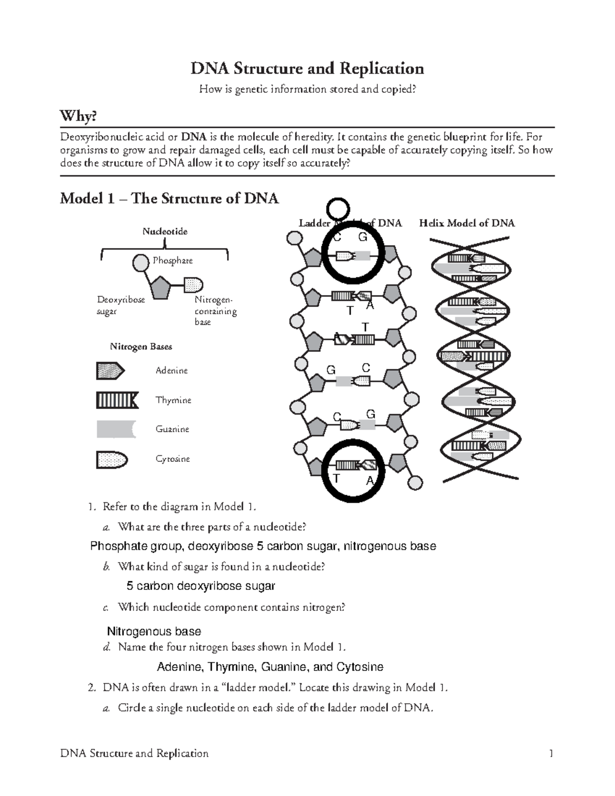 Areeb Islam - 18 DNA Structure and Replication-S - DNA Structure and ...