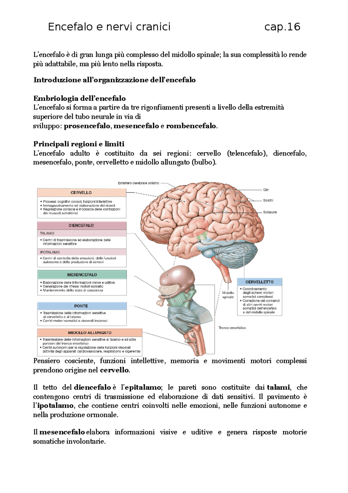 Capitolo 16 Encefalo E Nervi Cranici - Encefalo E Nervi Cranici Cap. L ...