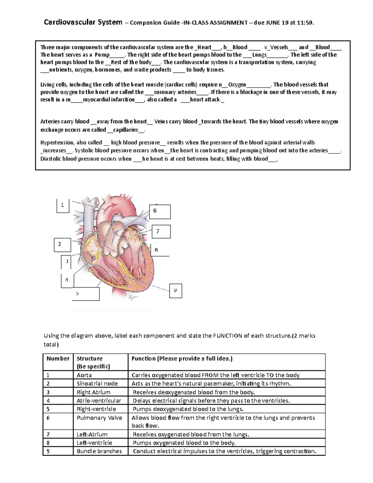 Cardiovascular System Components and Functions - Studocu