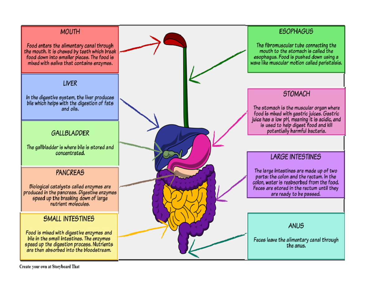 Quick test 3 human body - Quick test 3 Names: BIANNA TORRES GARCÍA Fill ...