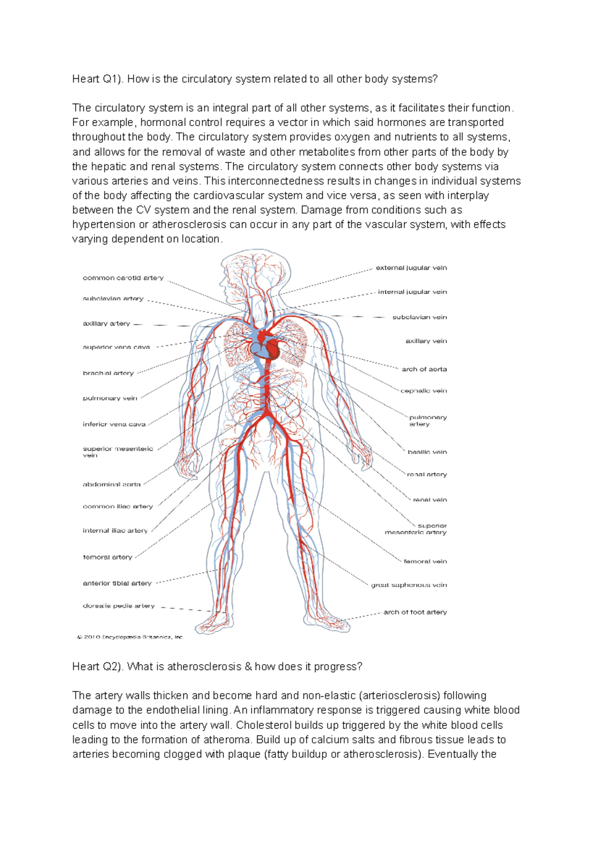 Heart questions and answer - Heart Q1). How is the circulatory system ...