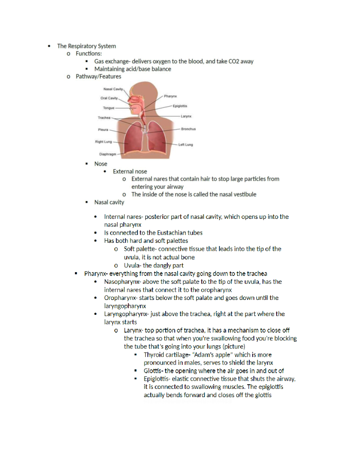 BIOL 5600 respiratory notes - 0 The Respiratory System 0 Functions: Gas ...