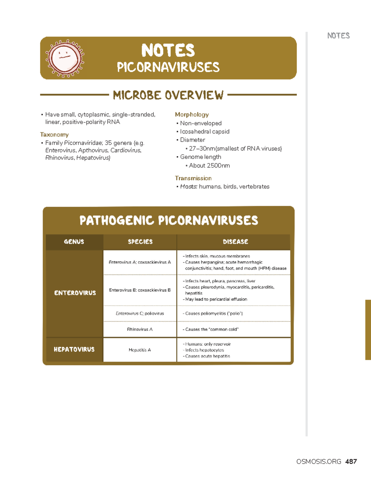 Picornaviruses - Osmosis's Prime Notes On Microbiology - NOTES Have ...