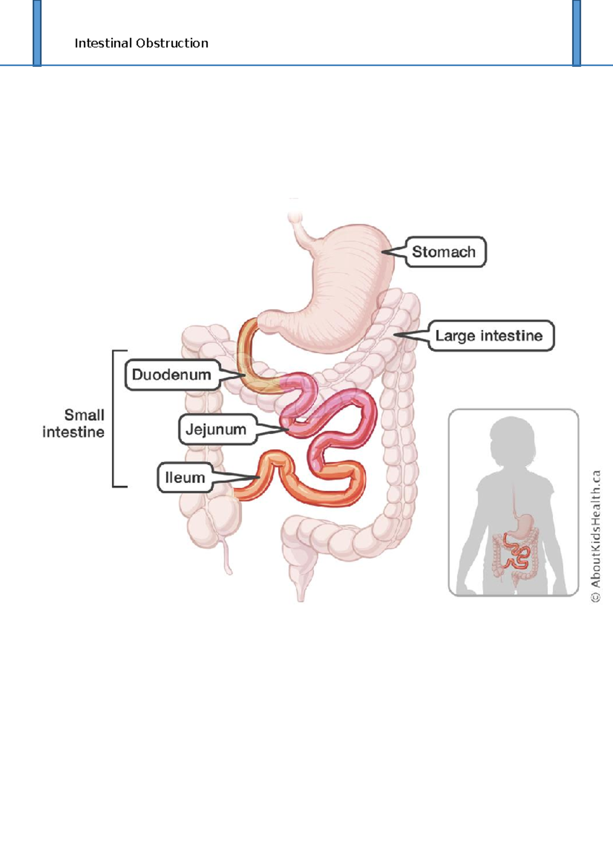 Intestinal Definition And Meaning – QUPK