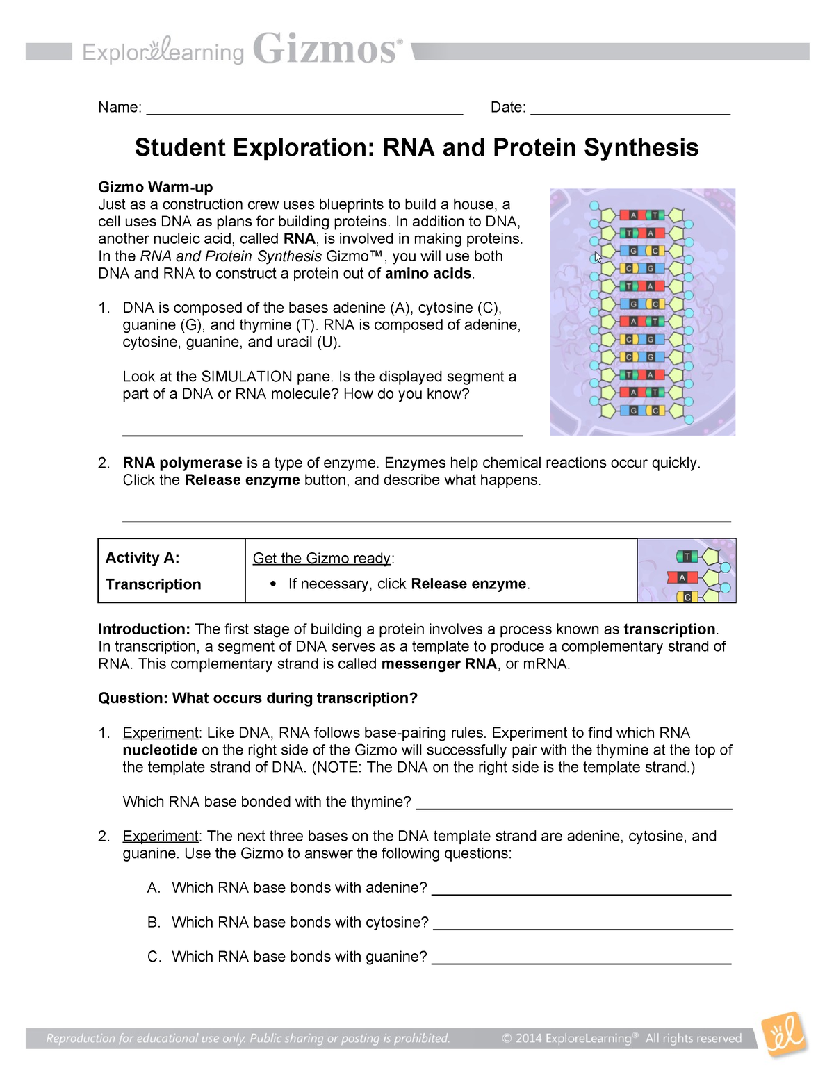 RNA Protein Synthesis Gizmo Name