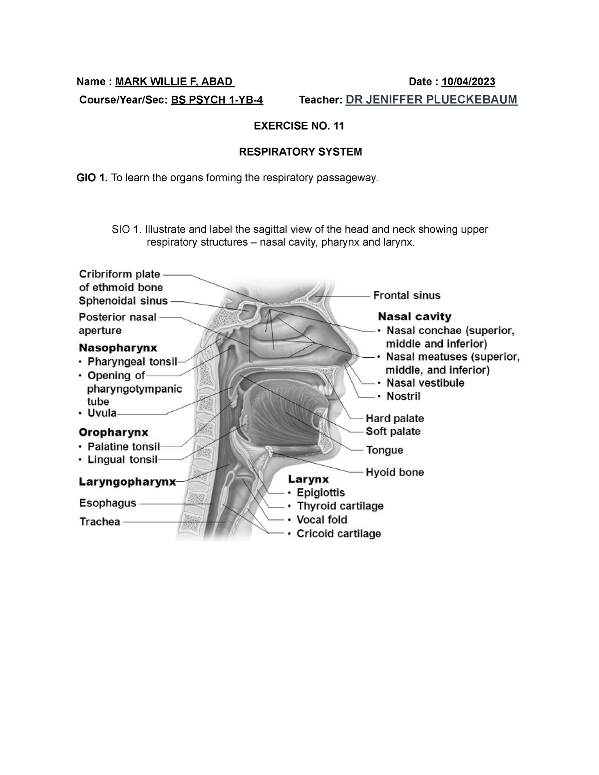 LAB Exercise Respiratory System - Name : MARK WILLIE F, ABAD Date : 10 ...