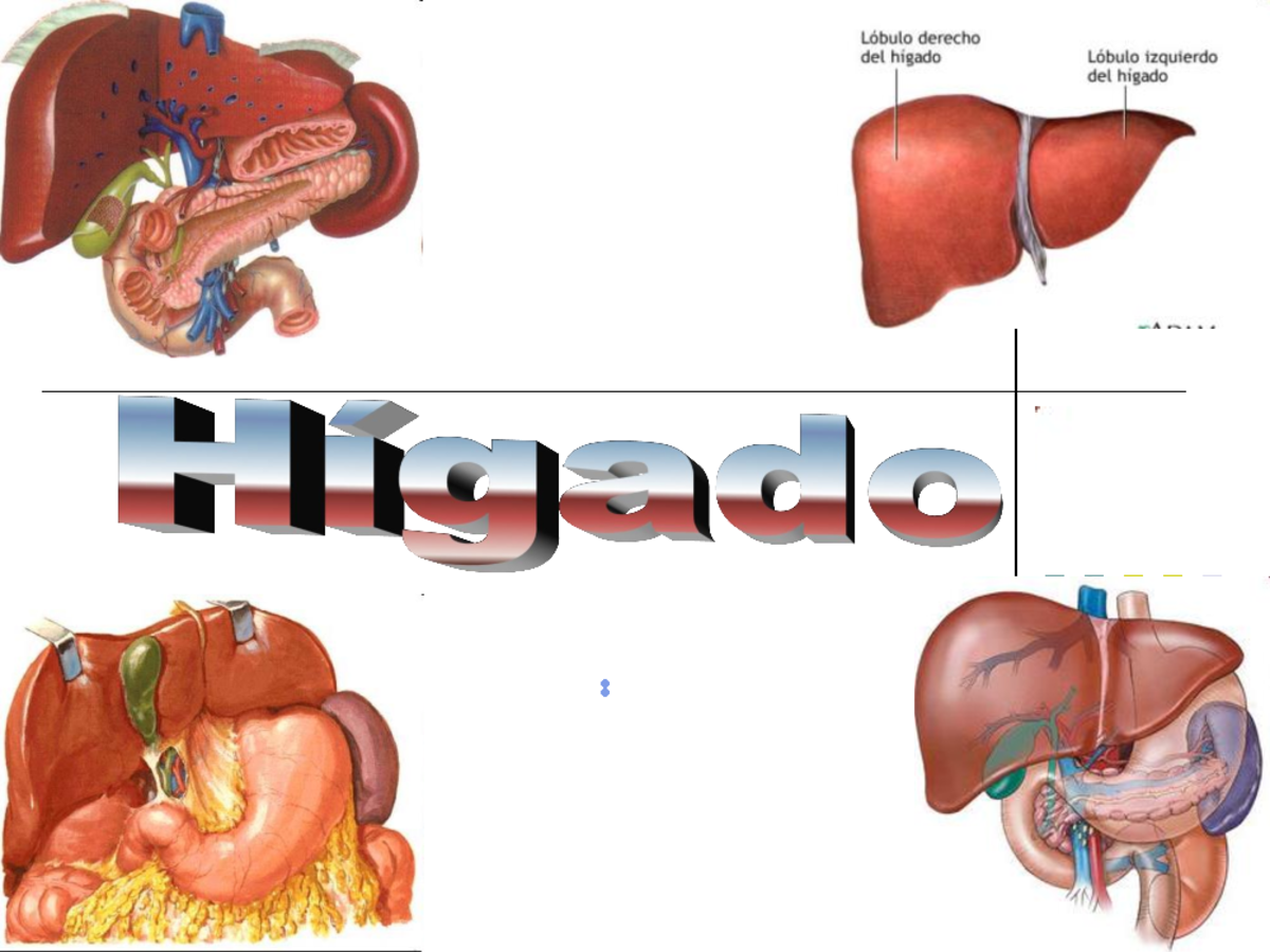 Apuntes Higado Anatomia General Anatomia Ipn Studocu
