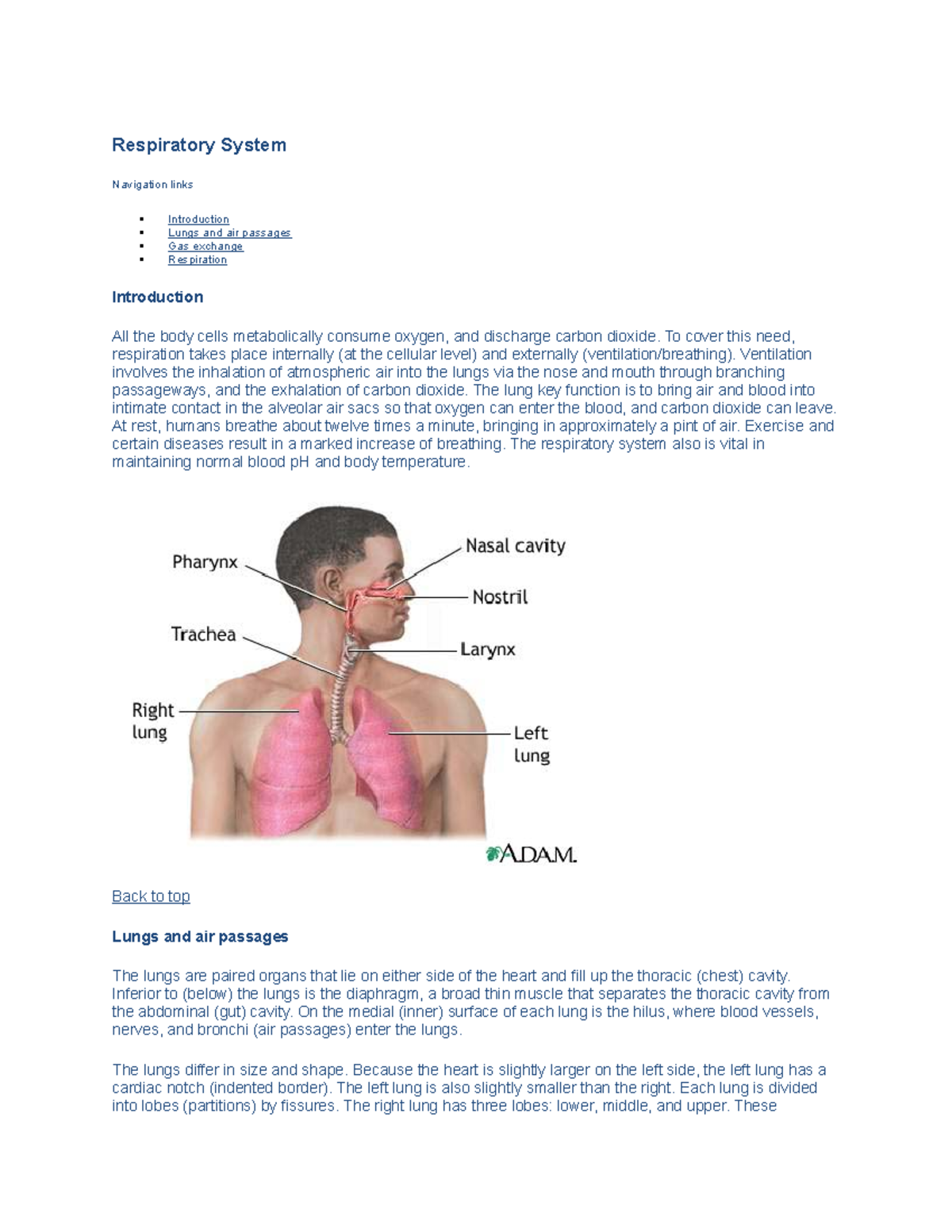 Respiratory-System A&P - Respiratory System Navigation links ...