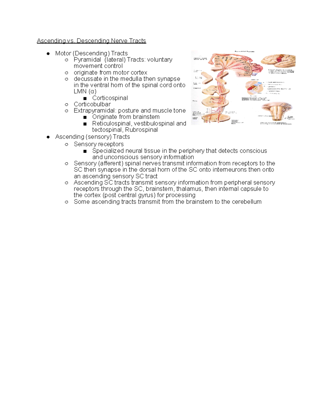 Ascending Vs Descending Tracts Ascending Vs Descending Nerve Tracts Motor Descending 0549