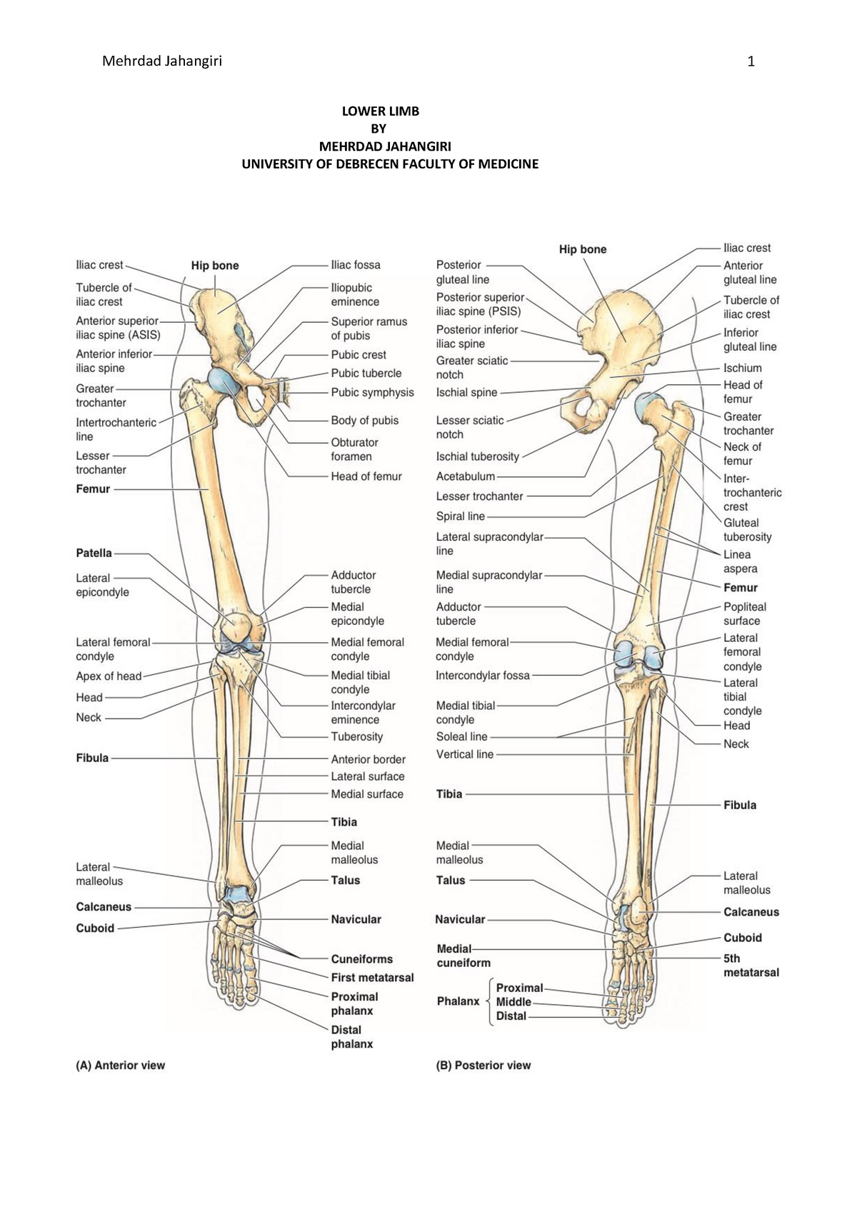 Lower-limb-mehrdad - short notes from Moore's Anatomy text book - StuDocu