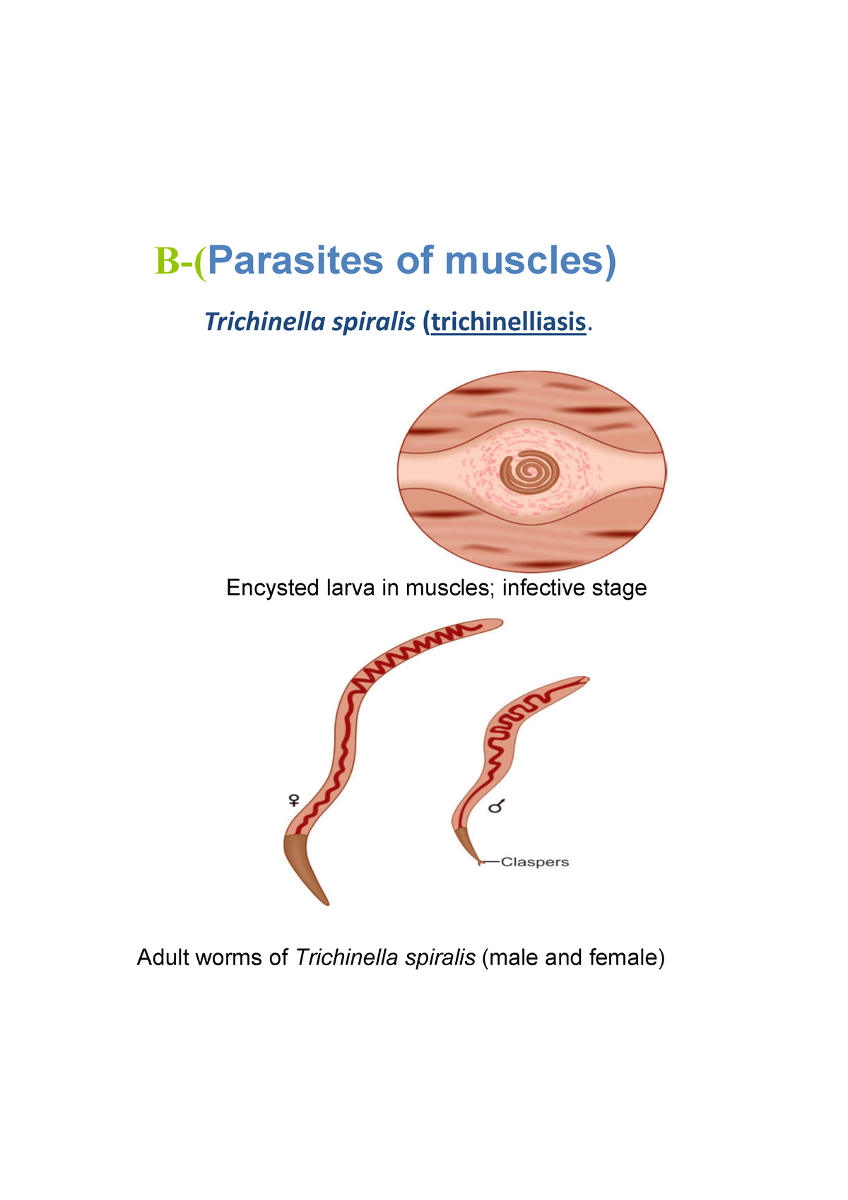 trichinella spiralis in muscle labeled