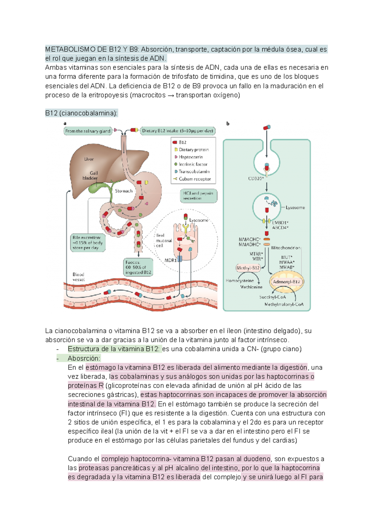 morfo-1-resumen-fisiologia-metabolismo-de-b12-y-b9-absorci-n