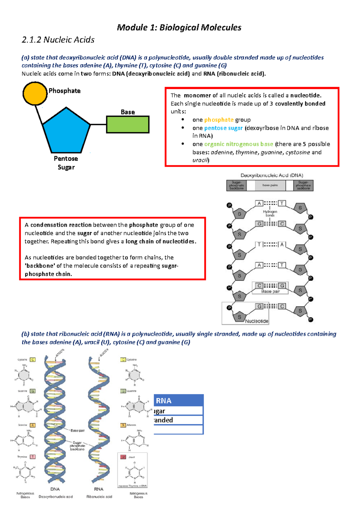 Nucleic Acids Revision Notes - Module 1: Biological Molecules 2.1 ...