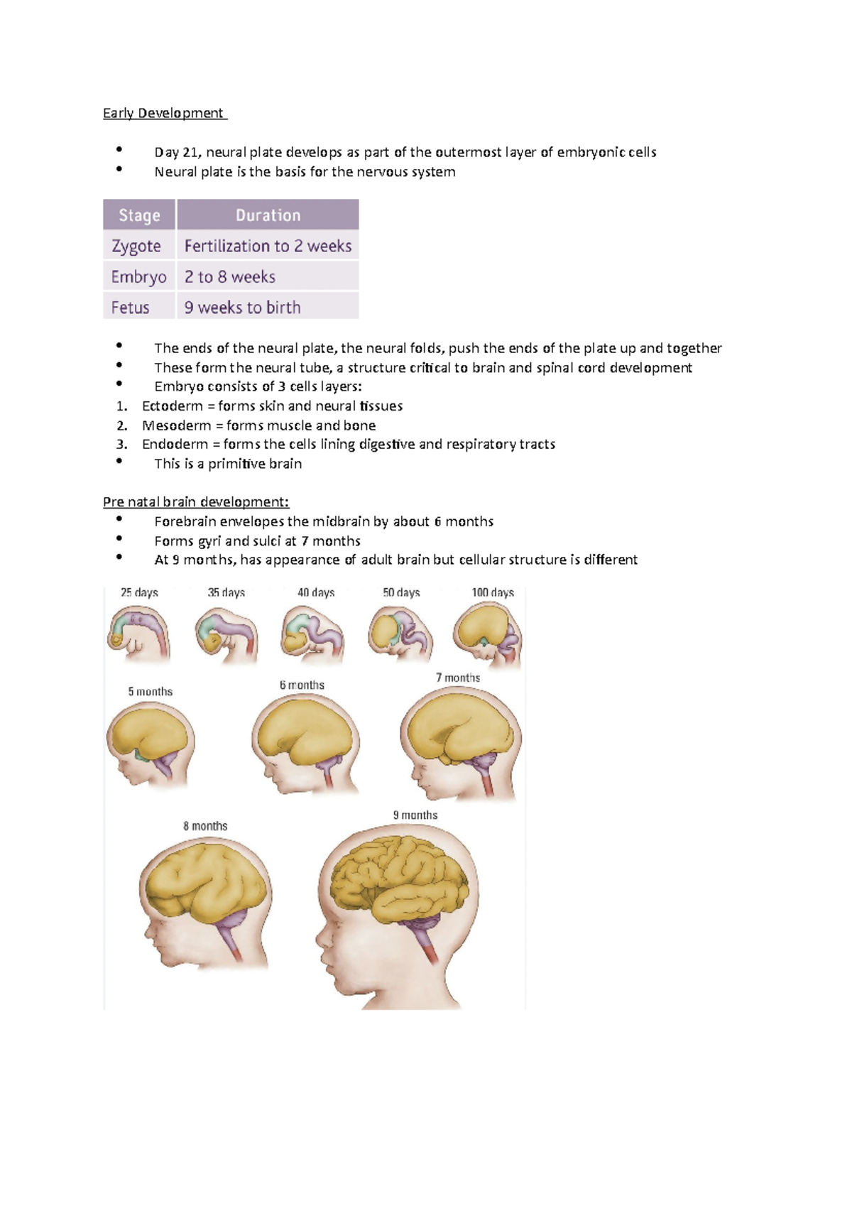 Module three - Early Development - Early Development Day 21, neural ...