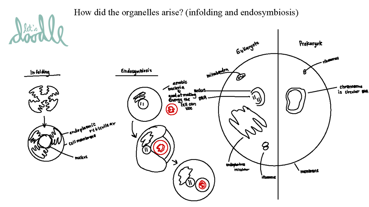 Canvas Bio148 U1S6and7 Eukaryotes - BIO148 - How did the organelles ...