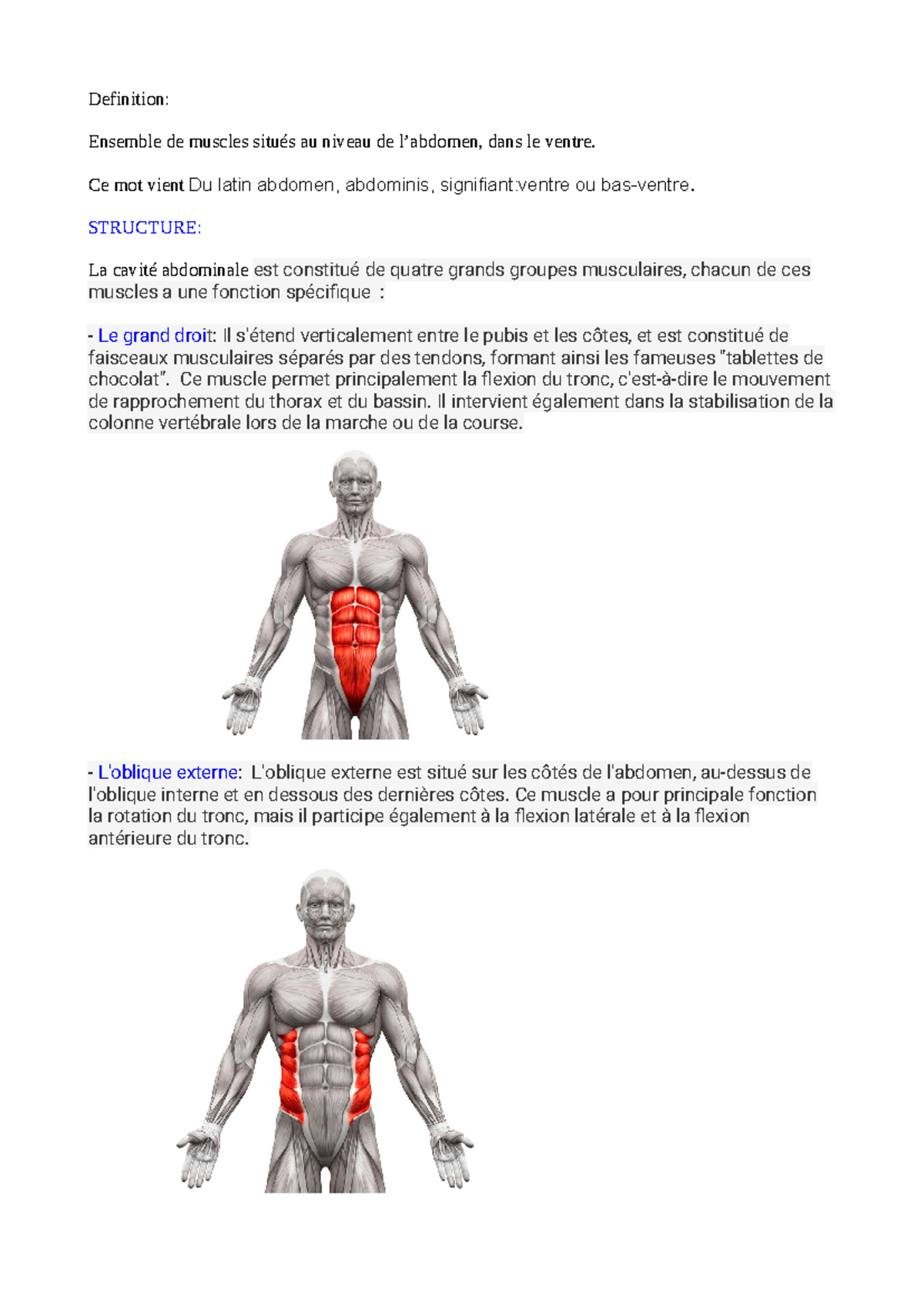 travail abdominaux Definition Ensemble de muscles situés au niveau — free download