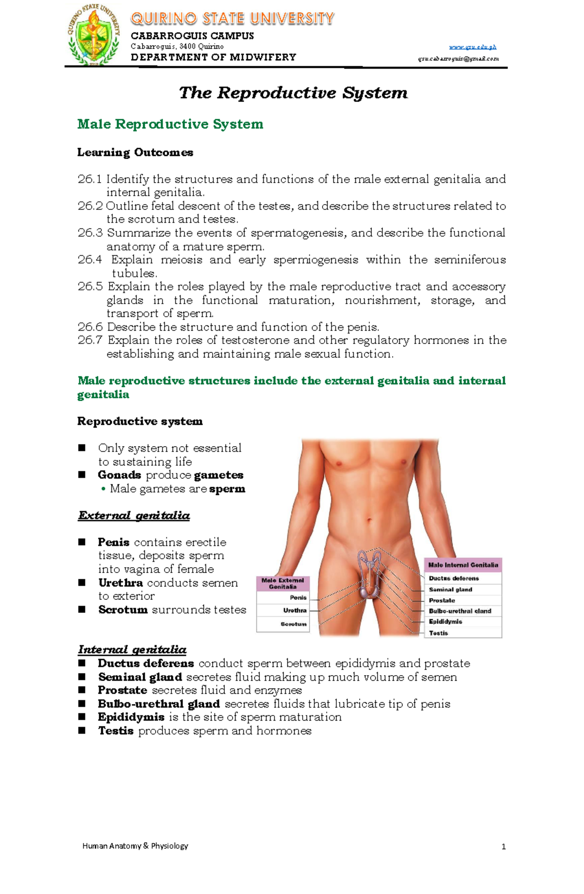 Reproductive-System - Cabarroguis, 3400 Quirino qsu.edu DEPARTMENT OF ...