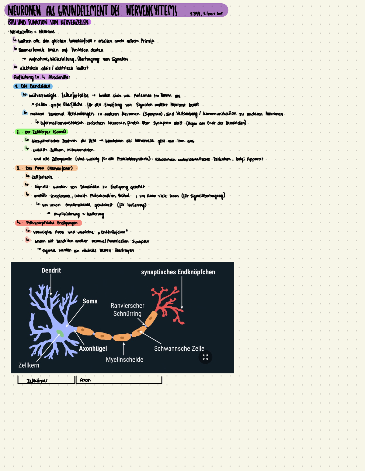 Neurobiologie - NEURONEN ALS GRUNDELEMENT DES NERVENSYSTEM) 5399 , S ...