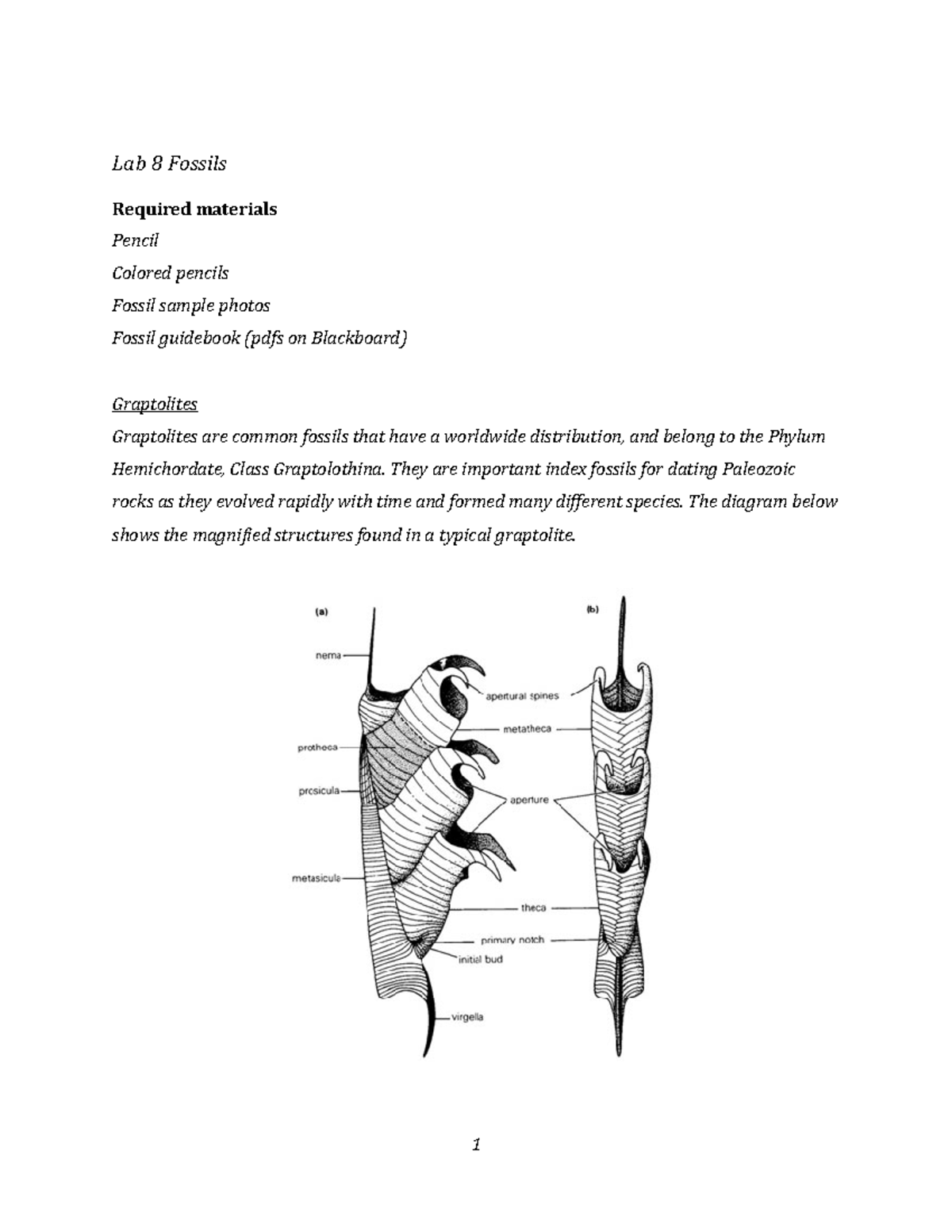 Lab 8 - Fossils - LAB WORK - Lab 8 Fossils Required Materials Pencil ...