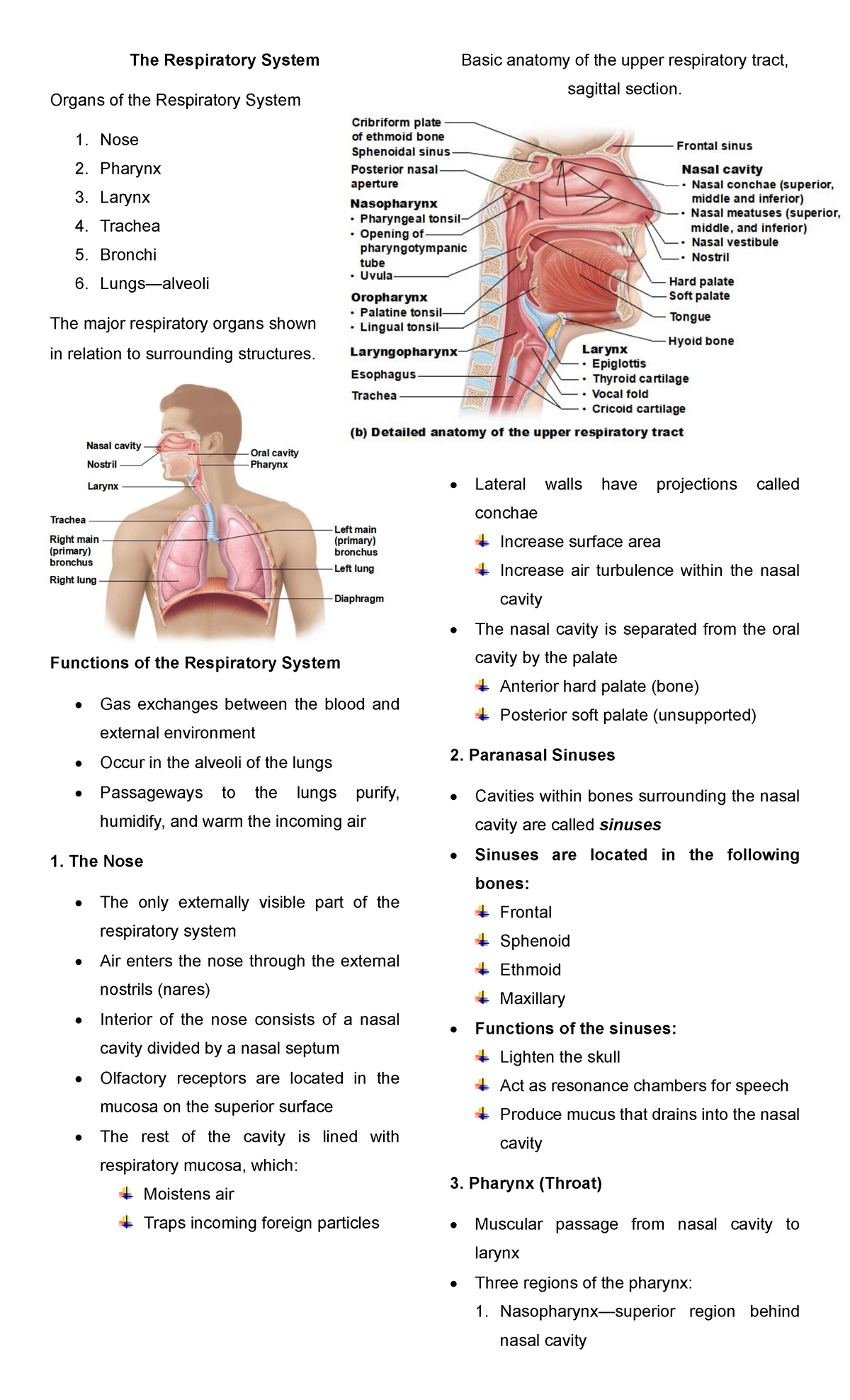 Respiratory System Lecture for 1st year Student Week 1 - The ...