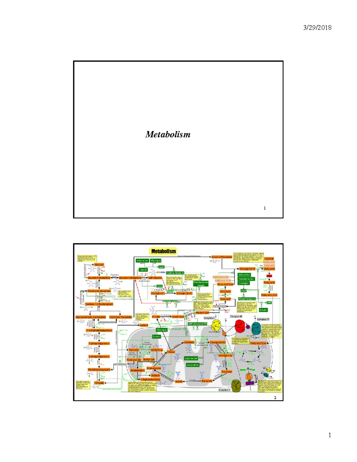Metabolism - notes - 3/29/2018 Metabolism 1 2 1 3/29/2018 Glycogen ...