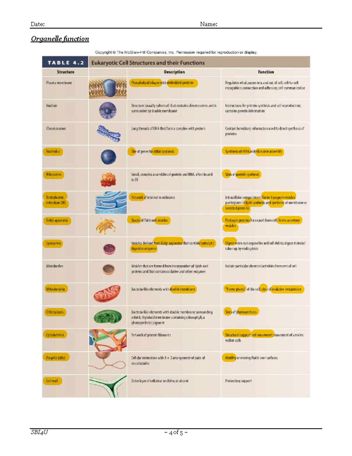 cell membrane and functions - Date: Name: SBI4U ~ 4 of 5 ~ Organelle ...