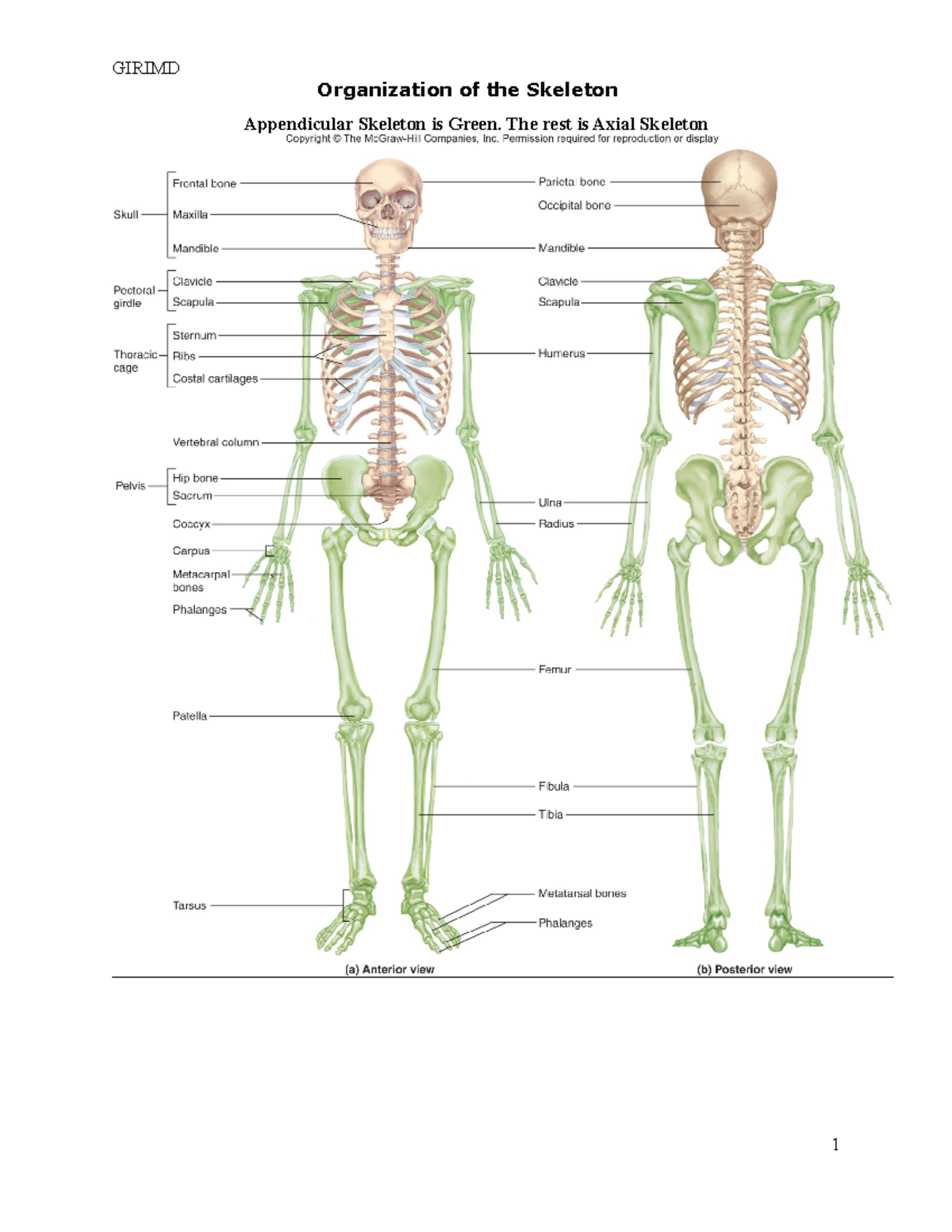 Bone Practical Review - GIRIMD Organization of the Skeleton For Appendicular Skeleton Worksheet Answers