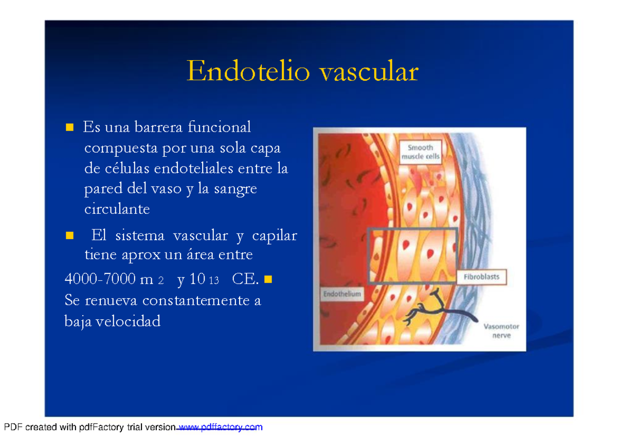 2 Endotelio vascular 1 - BIOQUIMICA - Endotelio vascular Es una barrera ...