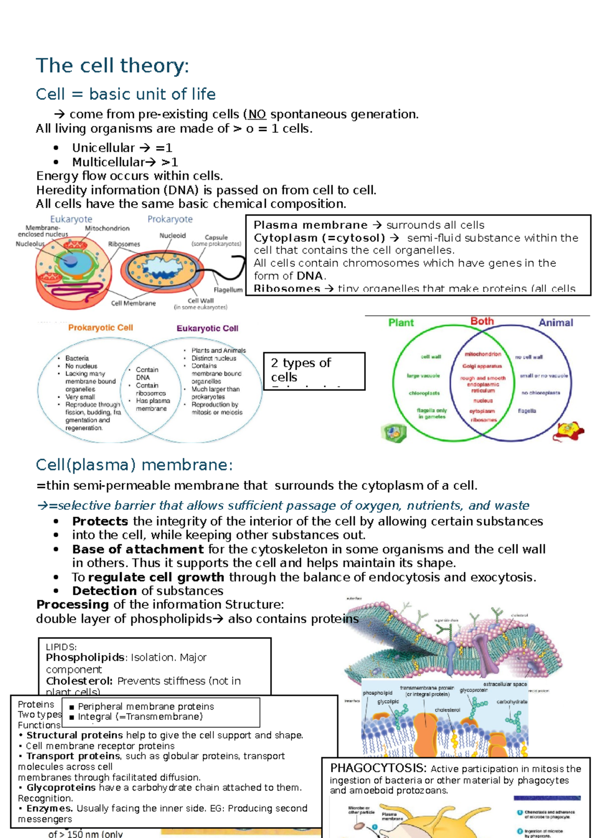 Eukaryotic CELL - The cell theory: Cell = basic unit of life come from ...