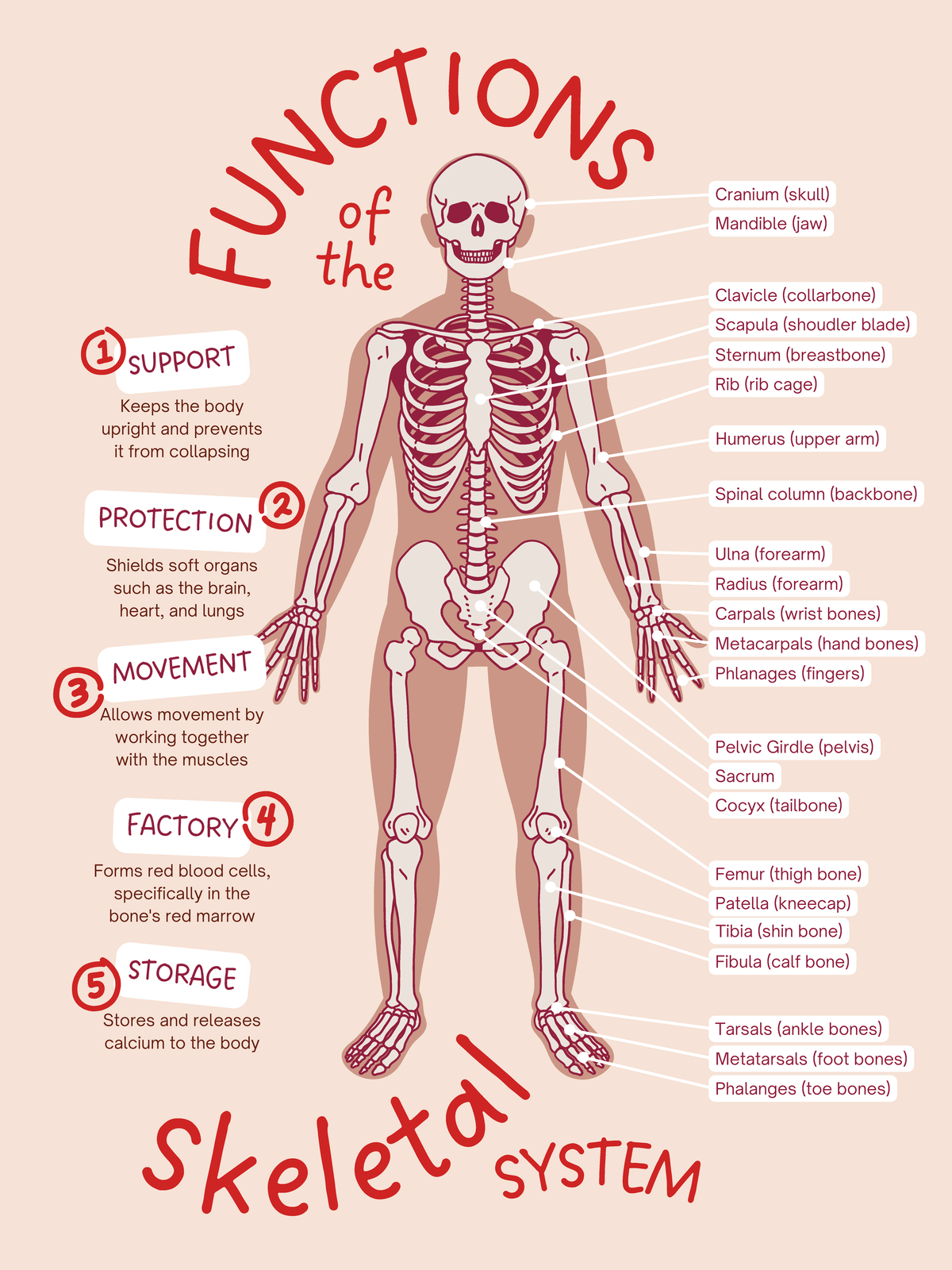 Functions of the Skeletal System Educational Poster in a Red Light ...