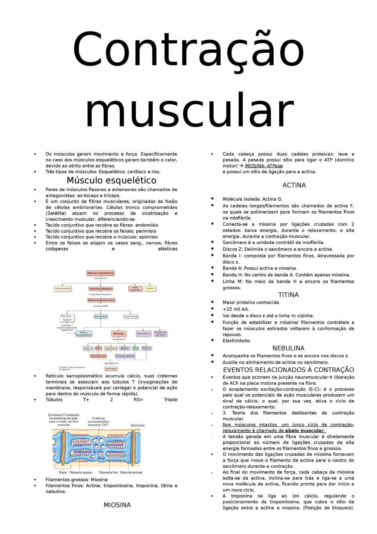 Contração Muscular Contração Muscular Os Músculos Geram Movimento E Força Especificamente No 7457