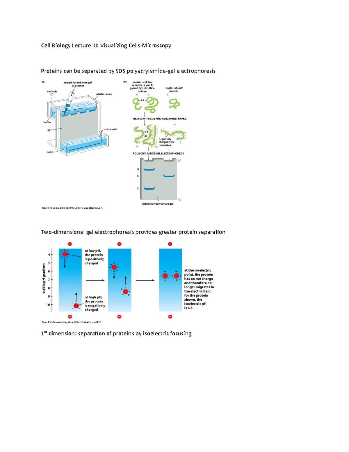 Cell Biology Lecture III Light is focused on the specimen by lenses
