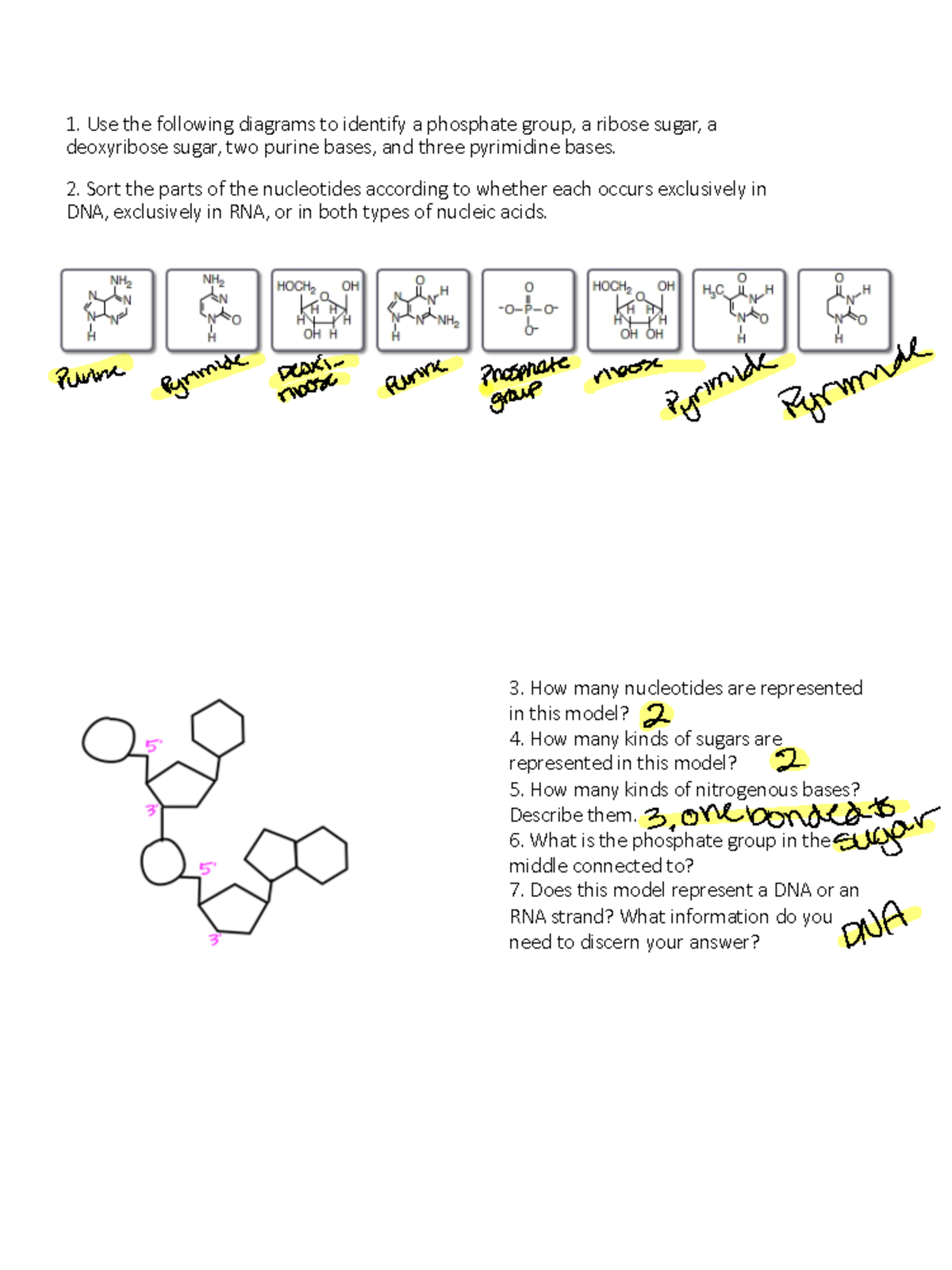 Week 5 Nucleic Acids Class Exercises 1. Use the following diagrams
