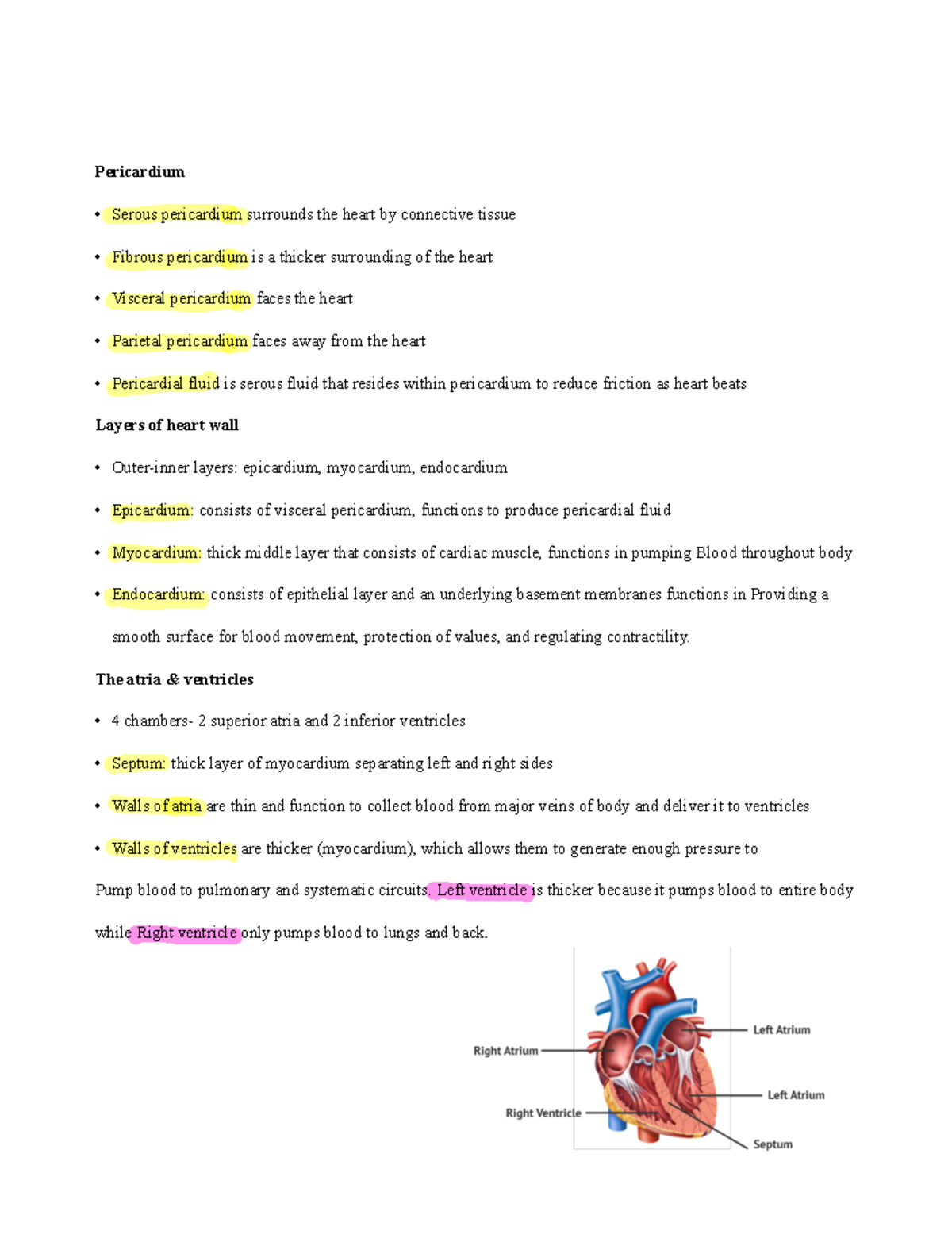 Chapter 19- the heart Copy - Pericardium Serous pericardium surrounds ...