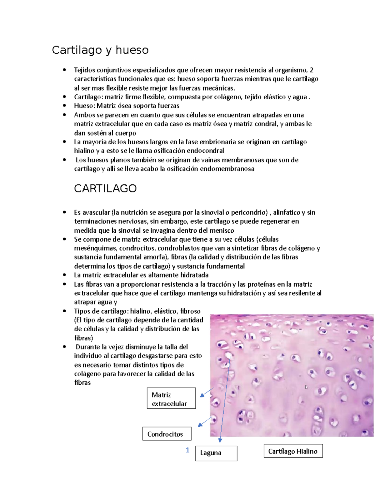 Cartilago Y Hueso - Cartilago Y Hueso Tejidos Conjunivos Especializados ...