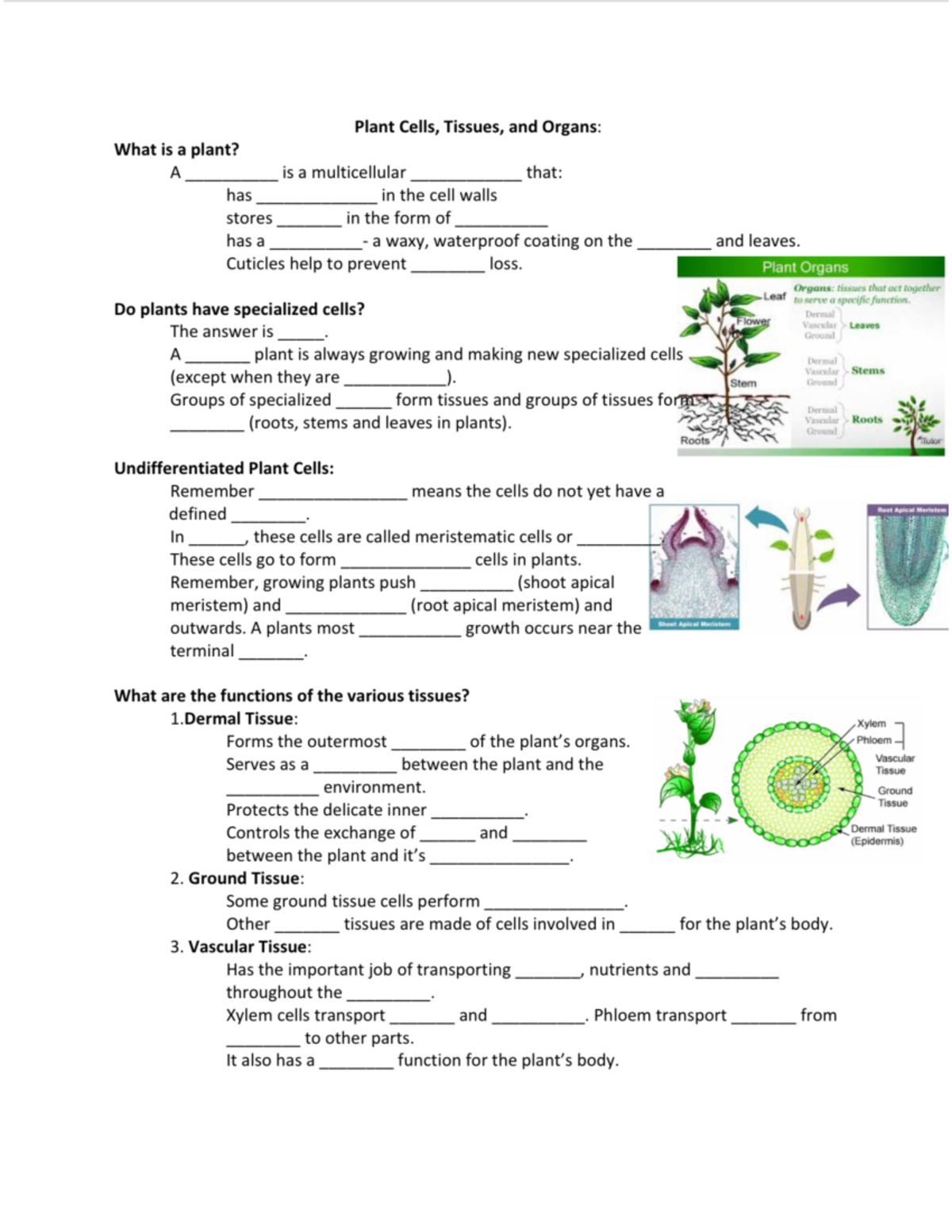 Plant Cells and Tissues FIB - Studocu