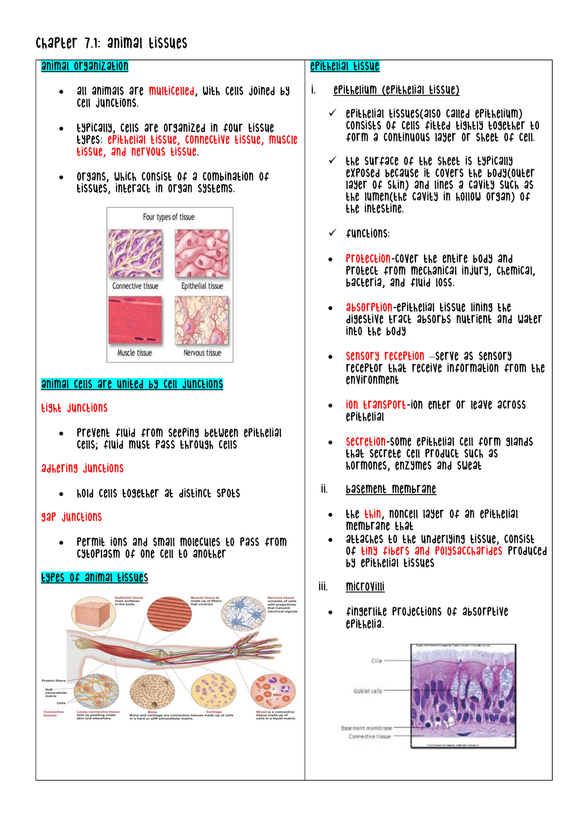 BIO122 Chapter 7 - BY LECTURE - Chapter 7: Animal Tissues ANIMAL ...