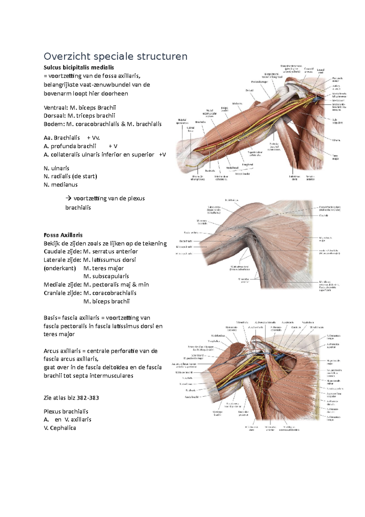 Overzicht dissectie speciale structuren - Overzicht speciale structuren ...