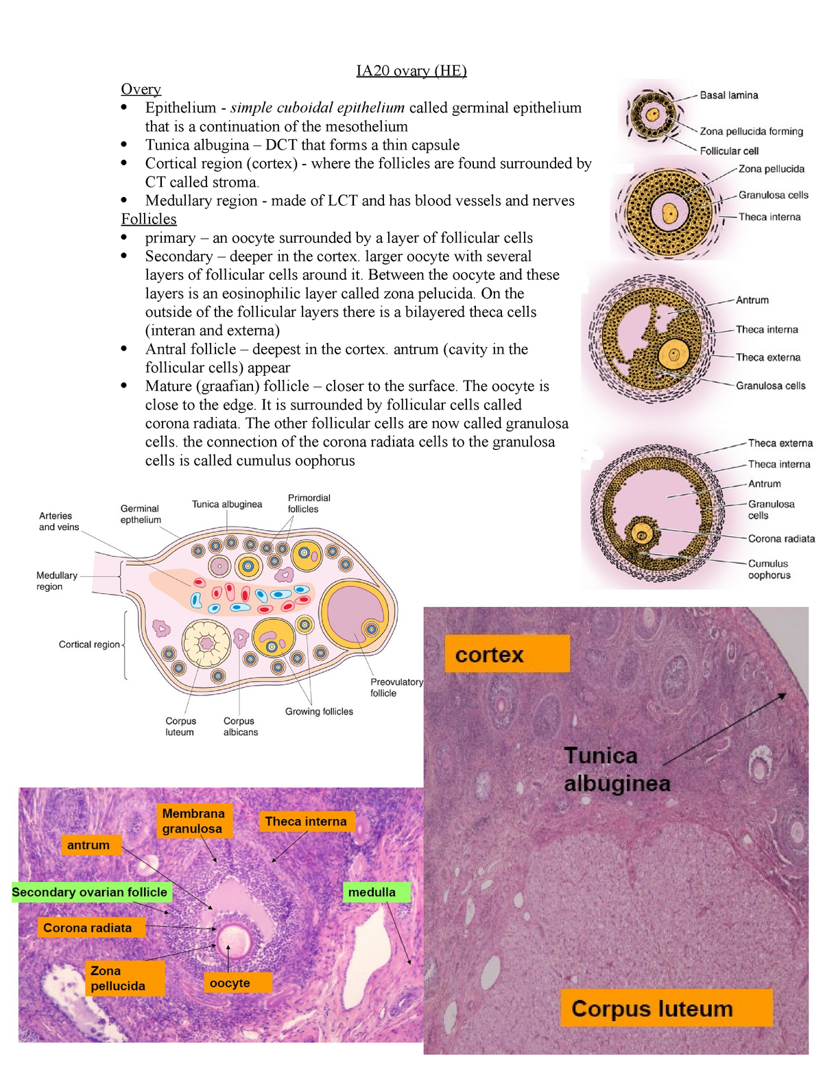 IA20 ovary - Histology - StuDocu